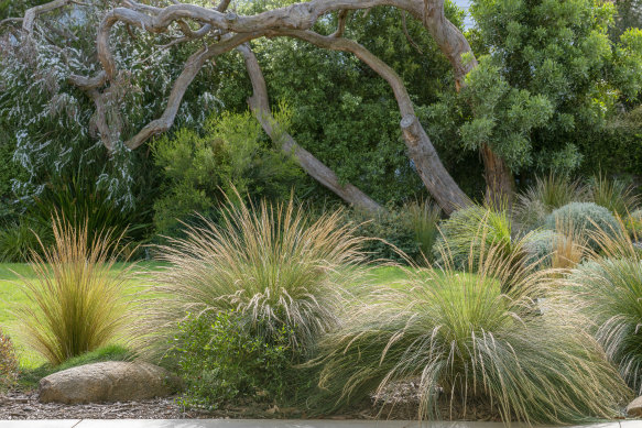 Shaw says it is important to see the different layers in a garden, as with this detail of Jamboree.