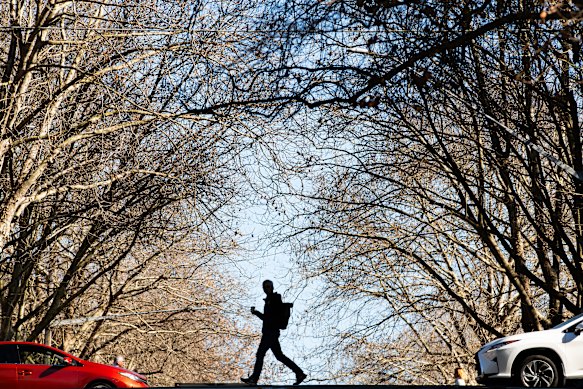 North Sydney’s winter canopy this month. 