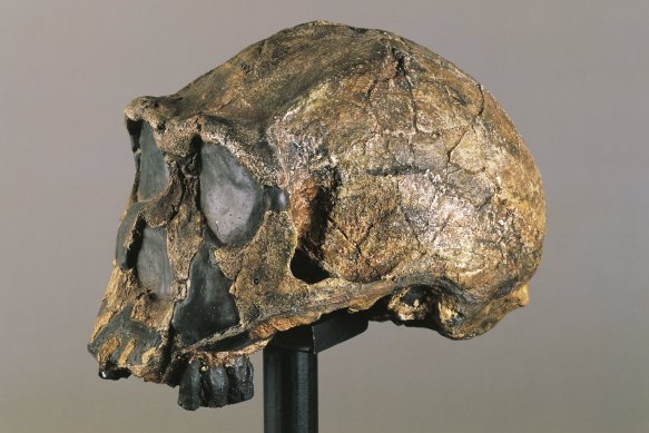 A fossil found in Kenya of Homo erectus, an extinct human relative that lived on the African continent about 1 million years ago. 
