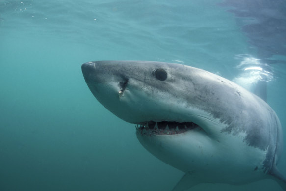 White sharks off the NSW coastline have been found to have some surprisingly varied feeding habits, scientists say.