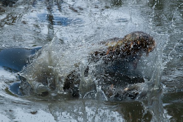 Hora de comer na fazenda.