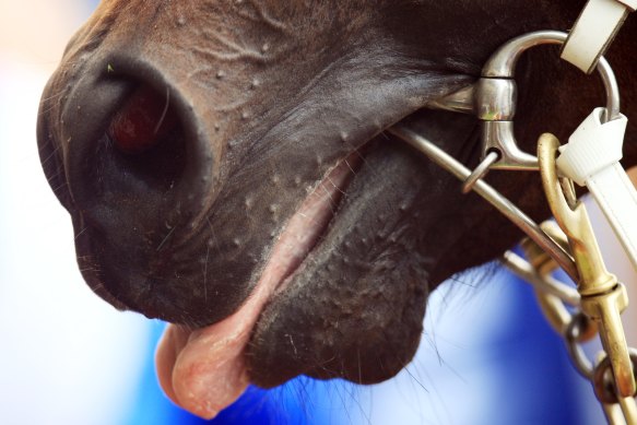 Horse racing has been confronted by graphic and disturbing allegations.