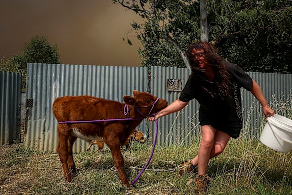 Sim, o residente Micky Rawlings transfere seus animais para um terreno baldio próximo, onde ele espera que estejam mais seguros.