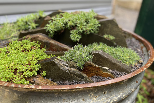 A crevice garden Aaron Condon has built in a recycled container in his backyard.