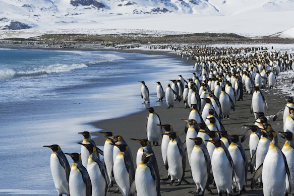 King penguins on the shoreline.