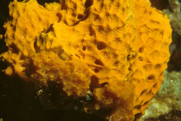 Ceratoporella nicholsoni, a species of sea sponge that can live for centuries.