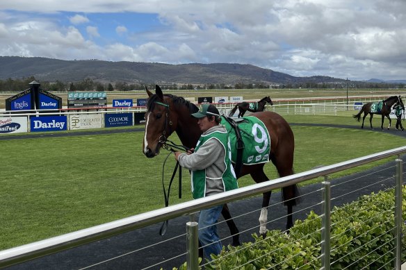 A long way from Flemington: Outsider Warialda Warrior with trainer John Ramsey at Scone.