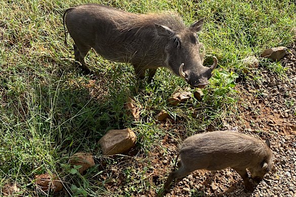 Um javali e seu filho passam.