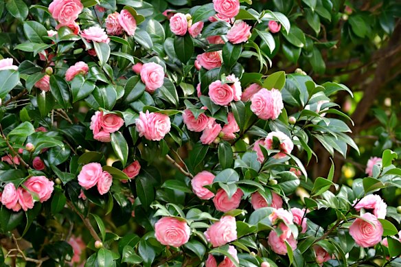 Camellias look lovely on the bush, the floor and in your home.