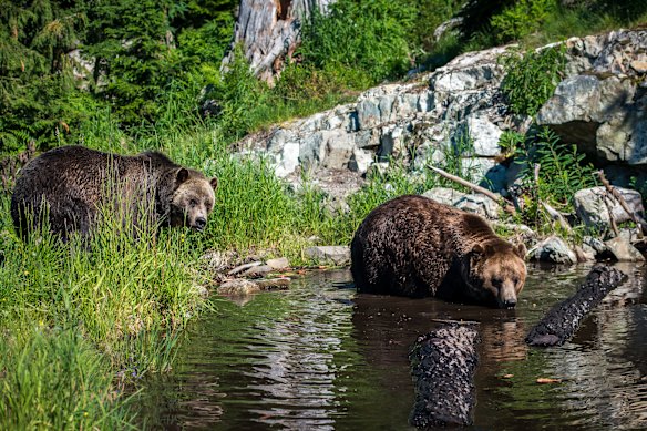 Grizzlies em Grouse Mountain.