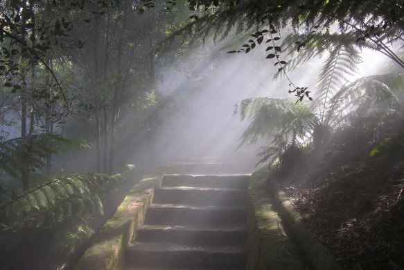 Sun highlights mist in the Rainforest Gully.
