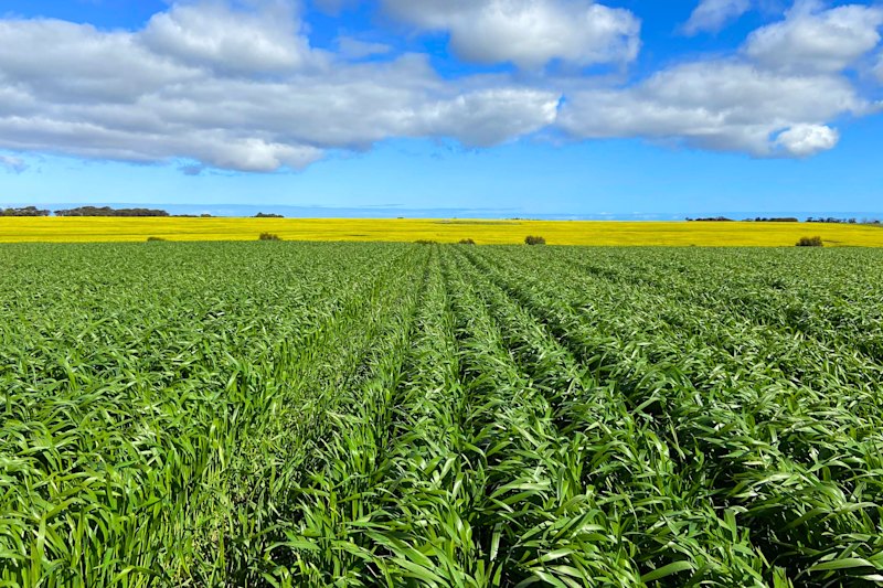 Prominent cropping and sheep farm up for grabs at $50m