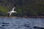 H5 has devastated populations of seabirds around the world.