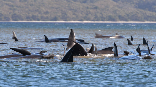 The whale rescue operation is expected to take several days.