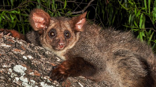Greater gliders were in 2022 listed as endangered.