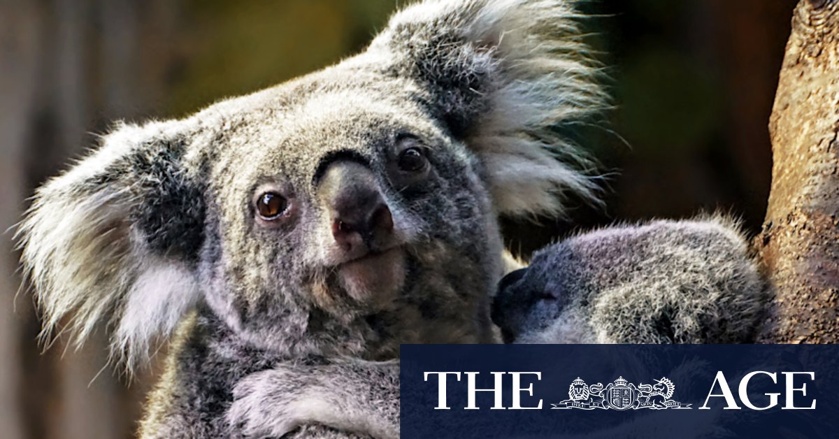 'Illogical': Residents slam Vicforests logging of koala refuge near Wilsons Promontory - Vimarsana News