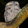 The fight to save Australian owls from common poisons