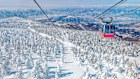 Australians have flocked to Japan’s ski hills in record numbers. 
