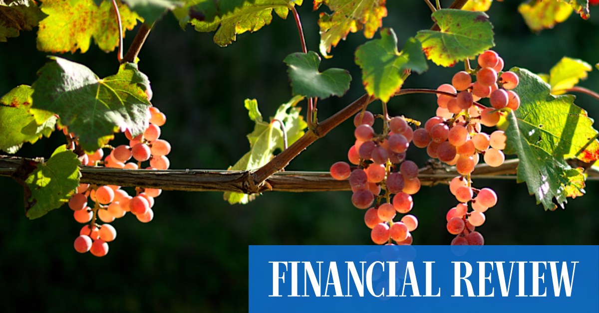 Koshu grapes from Japanese winery Misawa Estate evoke Australian semillon - Vimarsana News
