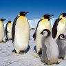 'It was only us and the penguins': Why a BBC crew broke a wildlife filmmaking taboo