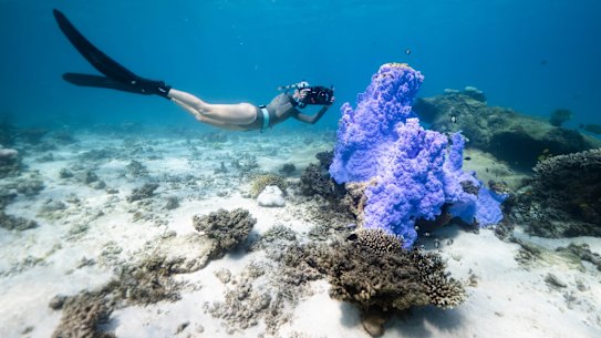 Western Australia’s Ningaloo Reef in August during a mass bleaching.