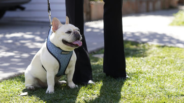 A French bulldog sits near an area on North Sierra Bonita Ave in Hollywood where Lady Gaga’s dog walker was shot and two of her French bulldogs stolen.
