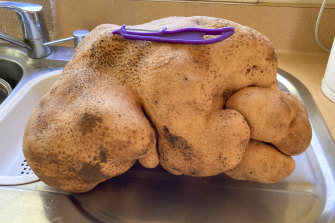 Dünyanın en büyük patatesi olduğuna inanılan şey, Colin ve Donna Craig-Brown'ın evinin mutfak tezgahında oturuyor.