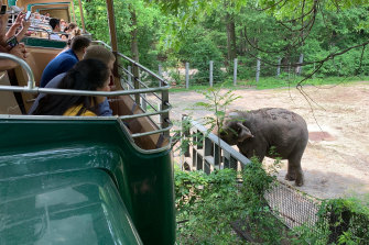 Happy in her enclosure at the Bronx Zoo in New York.