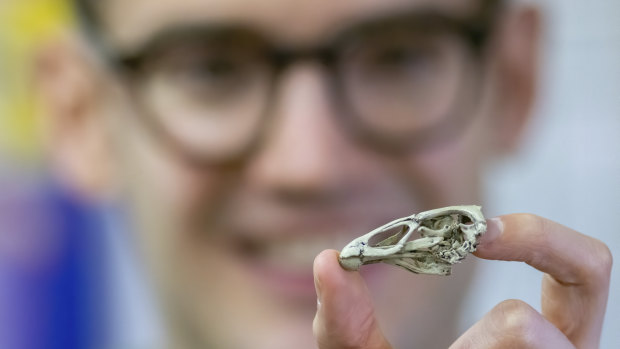 Researcher Daniel Field holds a life-size 3D print of the Asteriornis maastrichtensis "Wonderchicken" skull in Cambridge, England. 