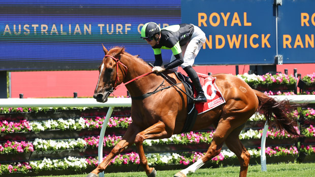 Accredited easily winning his most recent start, at Randwick on January 4.