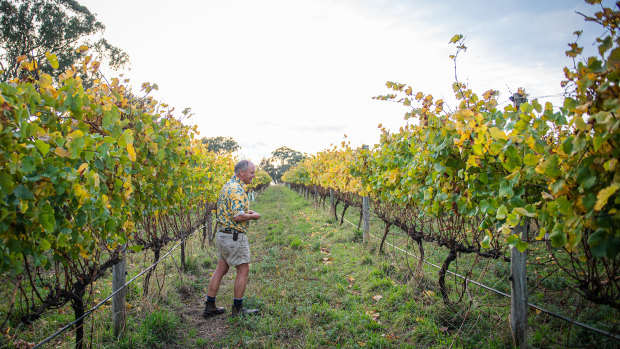 Justin Jarrett, owner of See Saw Wines,  in his vineyard in Orange, NSW.