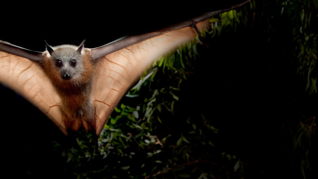 Australian Museum biologist Anja Divljan said attempts to deter flying-foxes in the past had been patchy.