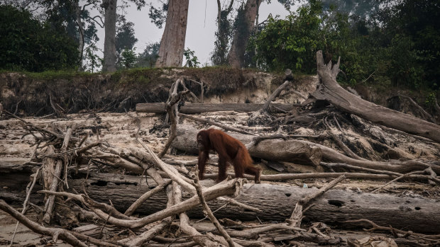 lllegal blazes to clear land for agricultural plantations have raged across Indonesia's Sumatra and Borneo islands, threatening the orangutan population.