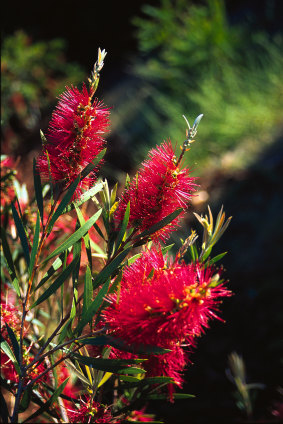 Removing old banksia blooms encourages more flowers in the following season.
