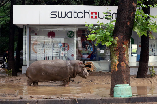 Leo Vardiashvili couldn’t resist using the story about animals escaping the zoo during floods in Tbilisi. Here, the hippo who features as Boris in the book is seen in the inundated streets.