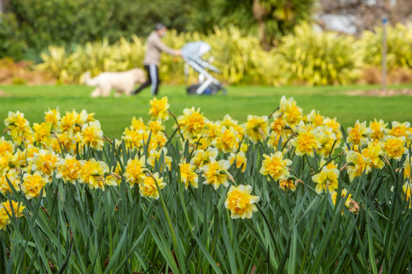 Melburnians walk past the daffodils at Fitzroy Gardens on Monday.