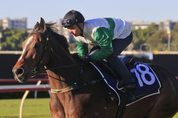Entente is one of two Gai Waterhouse-Adrian Bott hopes in the Gosford Cup on Saturday.