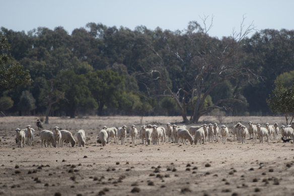 Sheep scratch around for remaining grass amid the dusty paddocks near Warren.