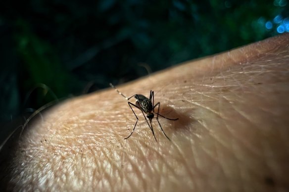 Mosquitoes in Buffalo Creek reserve in Ryde. 