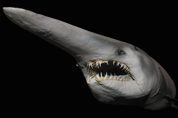 A goblin shark, with teeth that snatch squid and octopus and its snout covered in sensors for hunting in the dark.