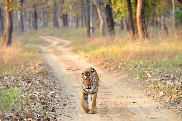 India’s government has banned mobile phones from wildlife reserves such as Satpura Tiger Reserve in Madhya Pradesh.
