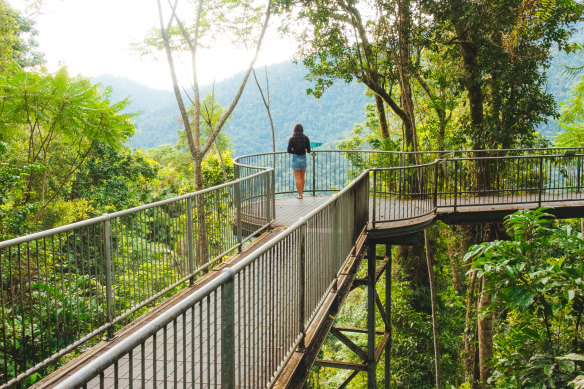 Views over ancient rainforest.