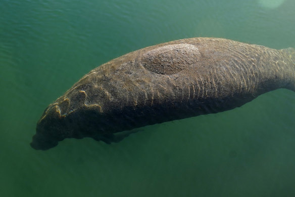 A manatee in Caribbean waters.