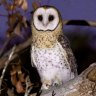 Dead owls are piling up in my freezer: Perth scientists take a stand