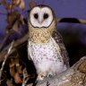 Dead owls are piling up in my freezer: Perth scientists take a stand