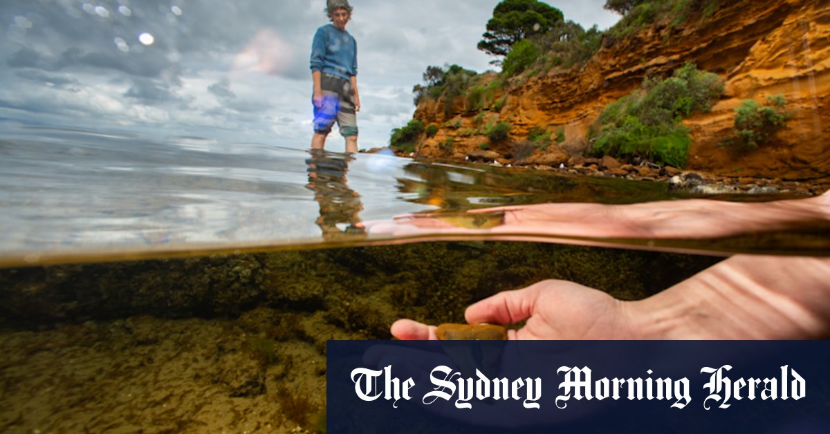 Fossils Melbourne: Beaumaris beach a hidden treasure of ancient sharks, whales and dugongs - Vimarsana News