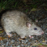 Bungle at Barnaby Joyce's pet agency prolongs rat infestation on Lord Howe Island