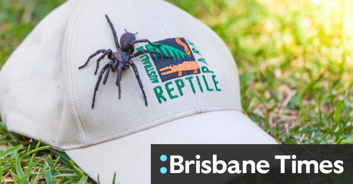 How milking this giant, deadly Sydney funnel-web spider could save a life - Vimarsana News