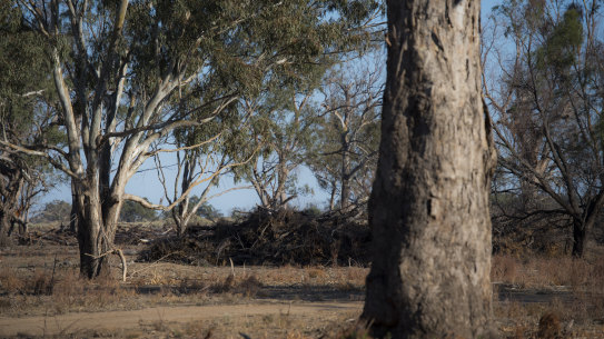 Nsw analysis shows the Commonwealth spent millions on carbon credits to stop land clearing of trees which were unlikely to be cut down. 