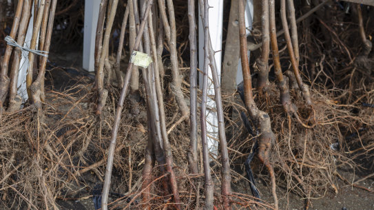 Bare root plants have been dug up while dormant from the ground in which they were established, washed free of soil and sold with entirely naked roots.